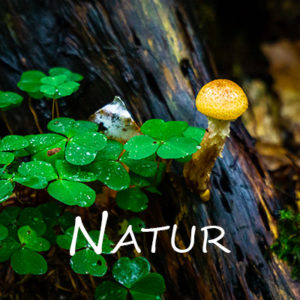 Natur